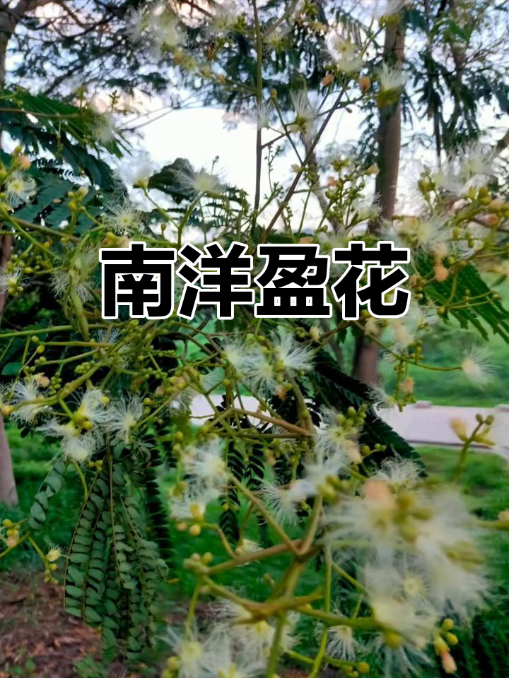 热带花卉白合欢,南洋盈的魅力