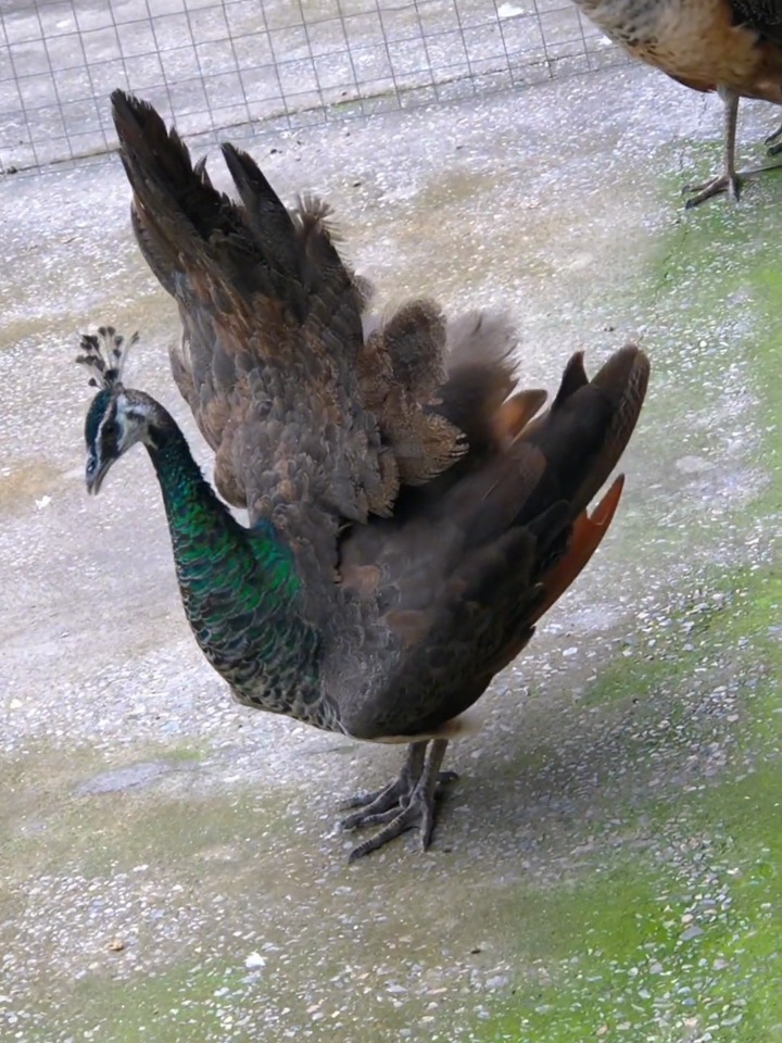 母孔雀开屏尽力了