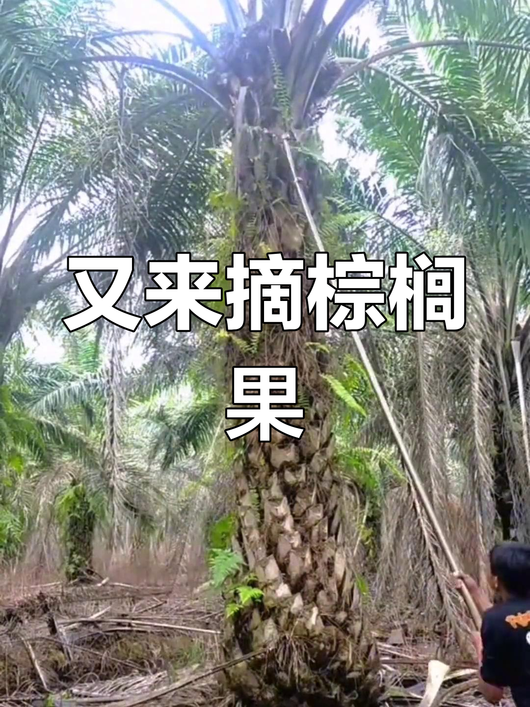 棕榈果成熟季节图片