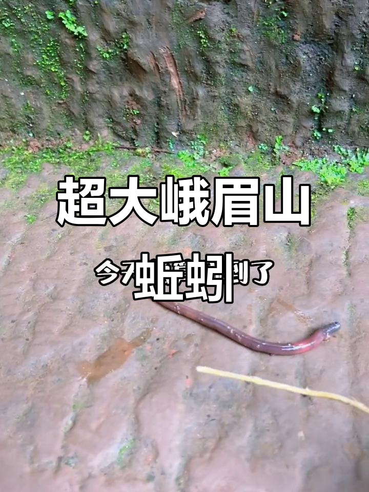 峨眉山大蚯蚓,竟然能当裤腰带!见过吗?
