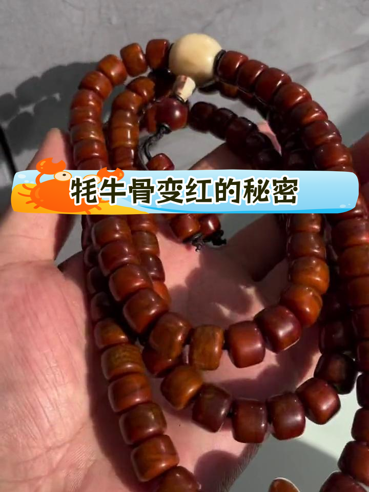 牦牛骨为何呈现红色