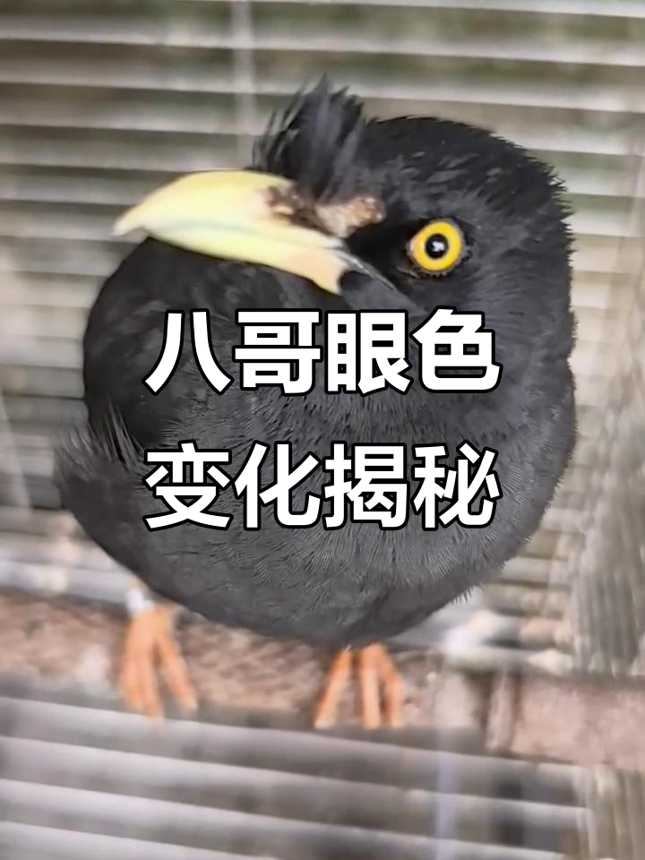 八哥眼睛变黄与阳光有关,室内饲养变化慢