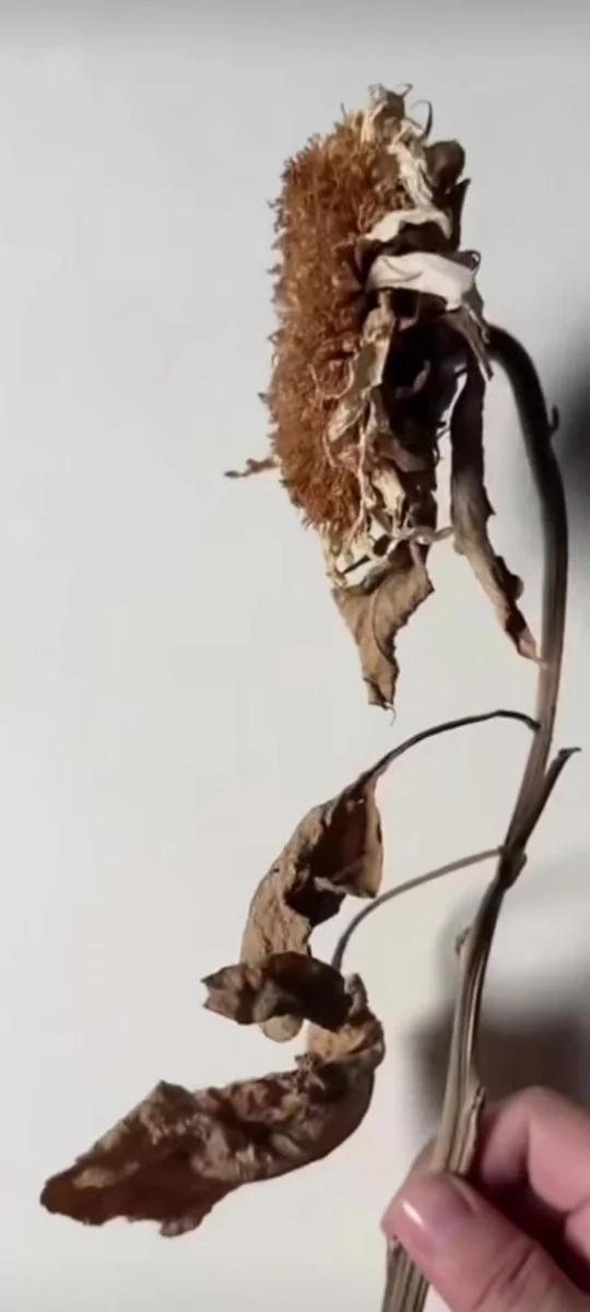 干枯的向日葵