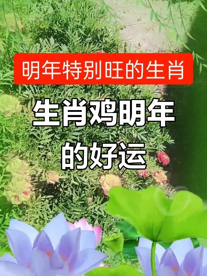 生肖马鸡明年的运势(生肖马鸡明年的运势怎么样)