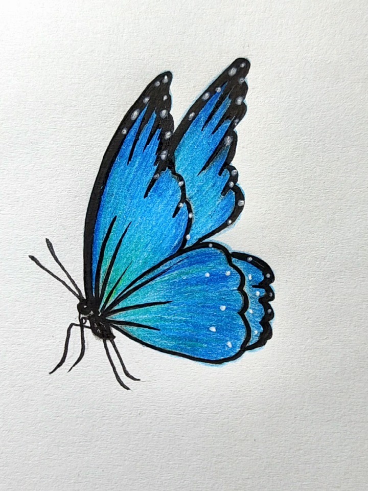 画蓝色的侧面蝴蝶
