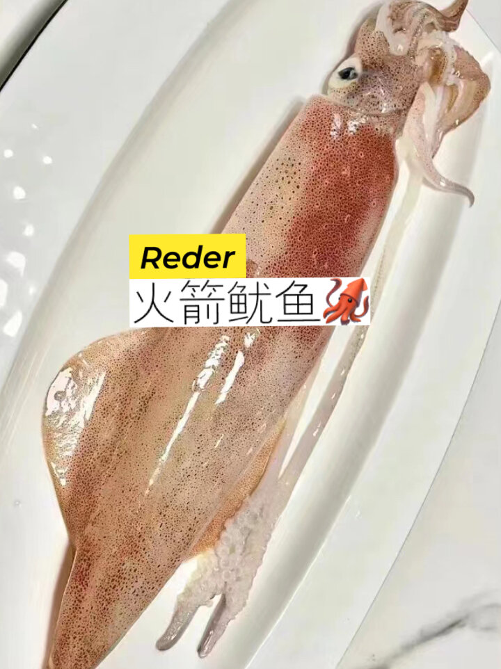 枪鱿鱼|火箭鱿鱼,刺身级品质,东山小船作业