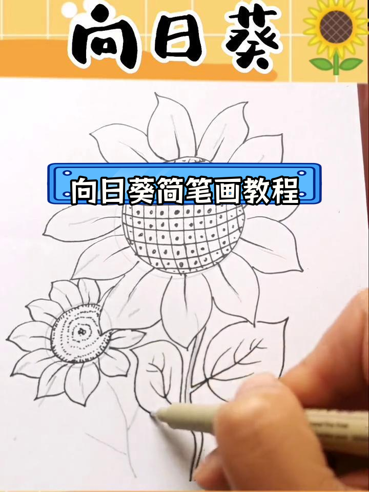 简单几步画出向日葵