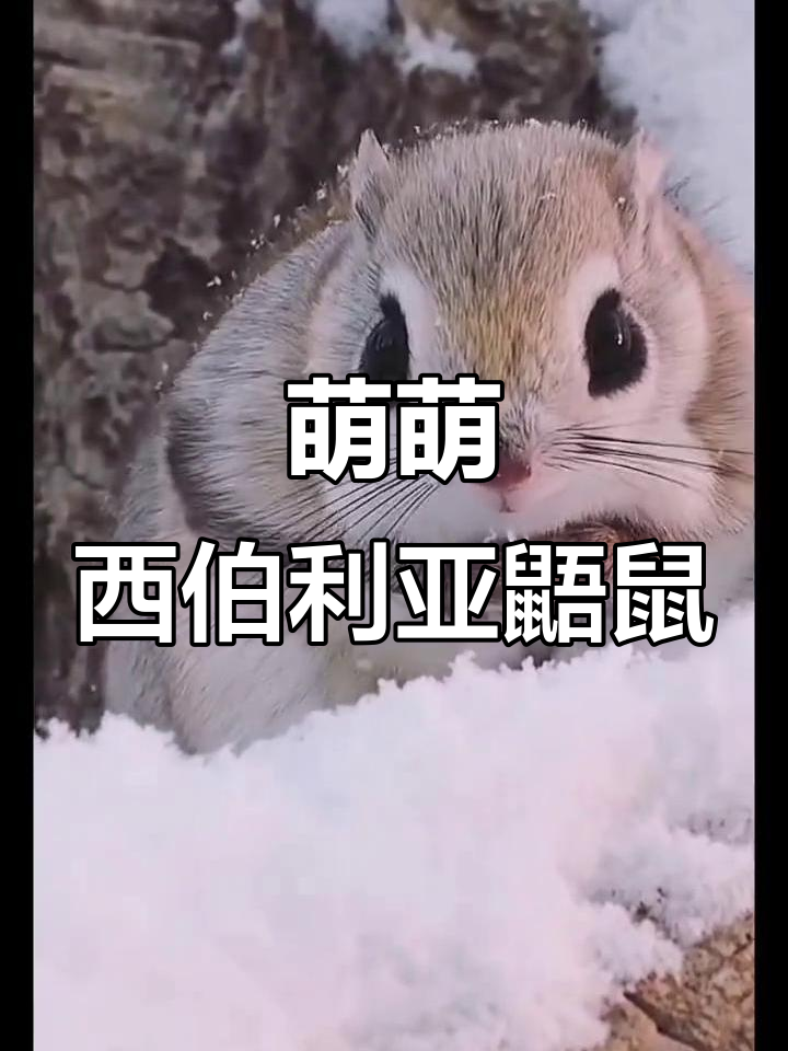 西伯利亚飞鼠,萌到不行!