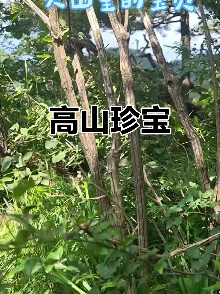 降龙木,海拔千米的珍稀植物