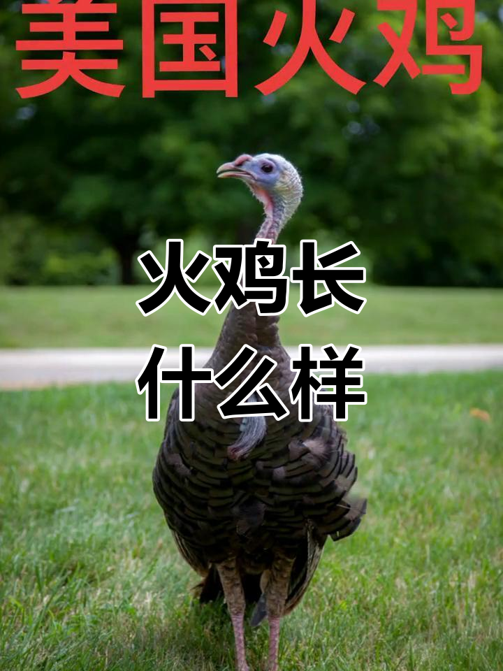 美国火鸡的外貌特征