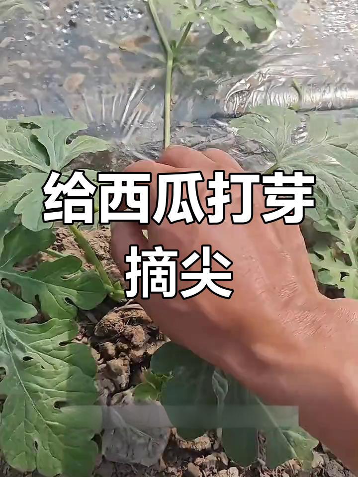 西瓜藤掐尖技巧,提升果实生长