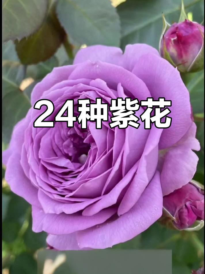 紫色的花名称图片