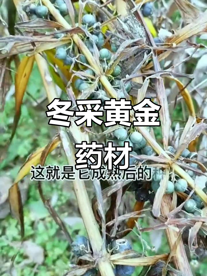 冬季黄金药材,古人称其为"万贯不如一两"的宝藏