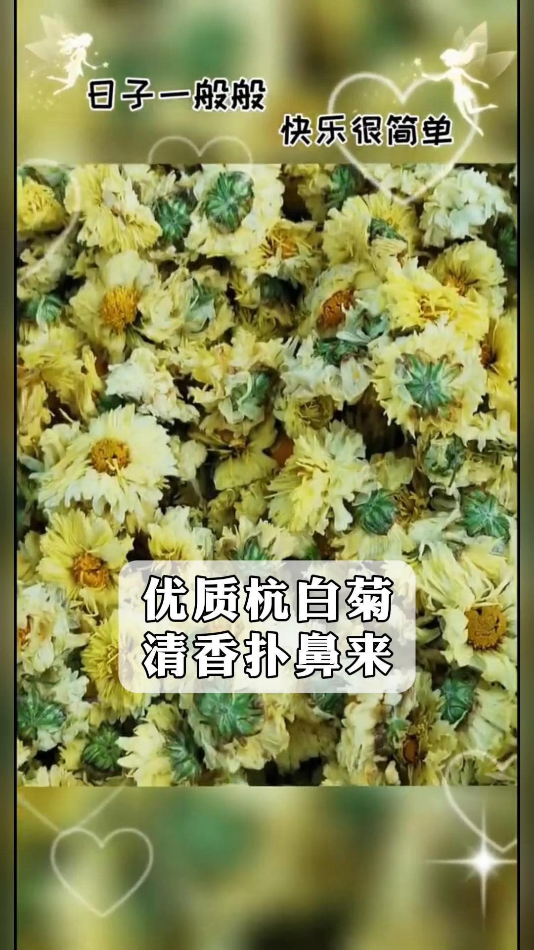 优质杭白菊,清香扑鼻来