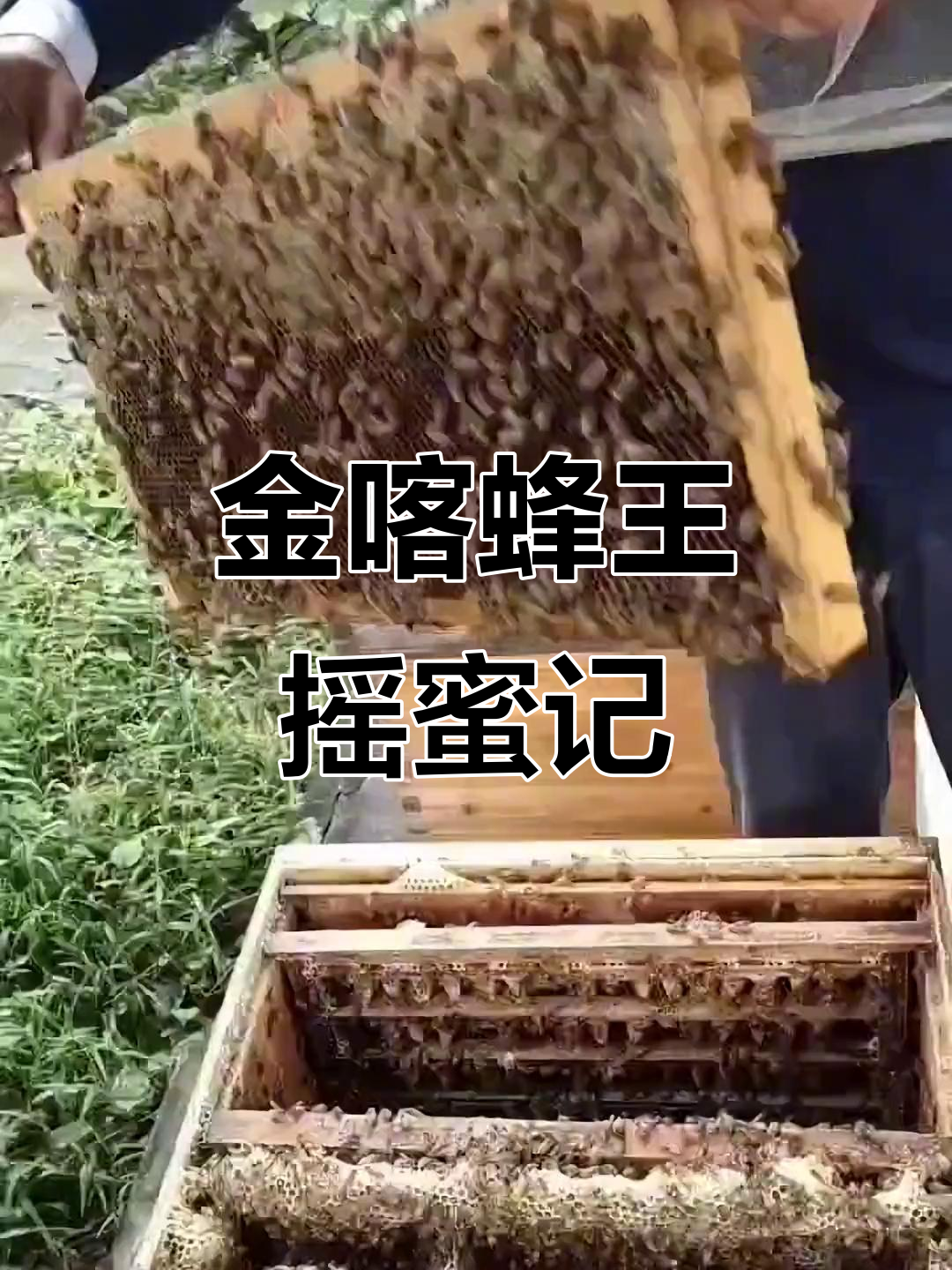 金喀蜂王强势登场,栾树流蜜丰盈高产