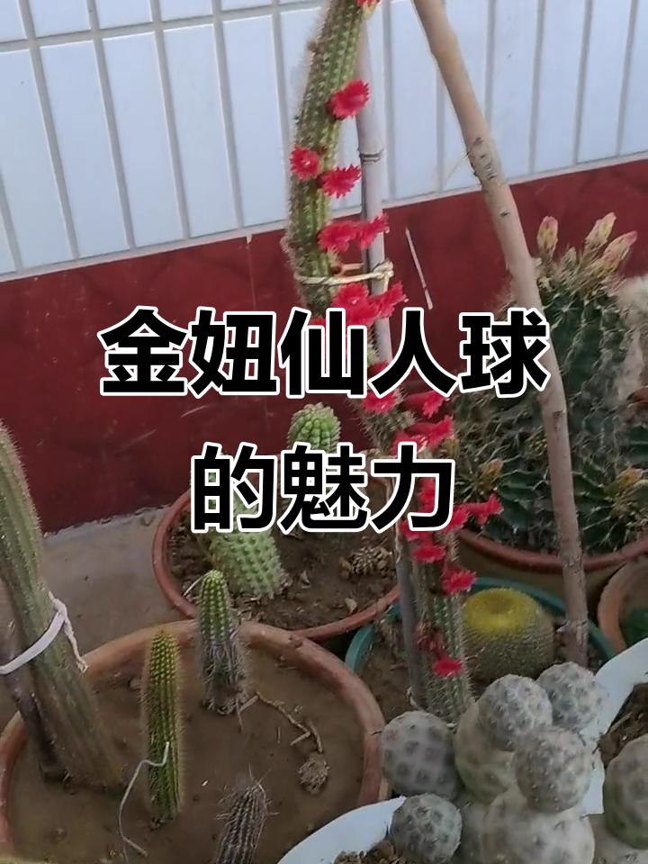 彩舞柱金妞仙人球:美丽与奇特的完美结合