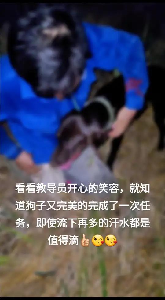 德国短毛波音达训练 不养狗不知道养狗的乐趣 萌宠出道计划 我和狗狗