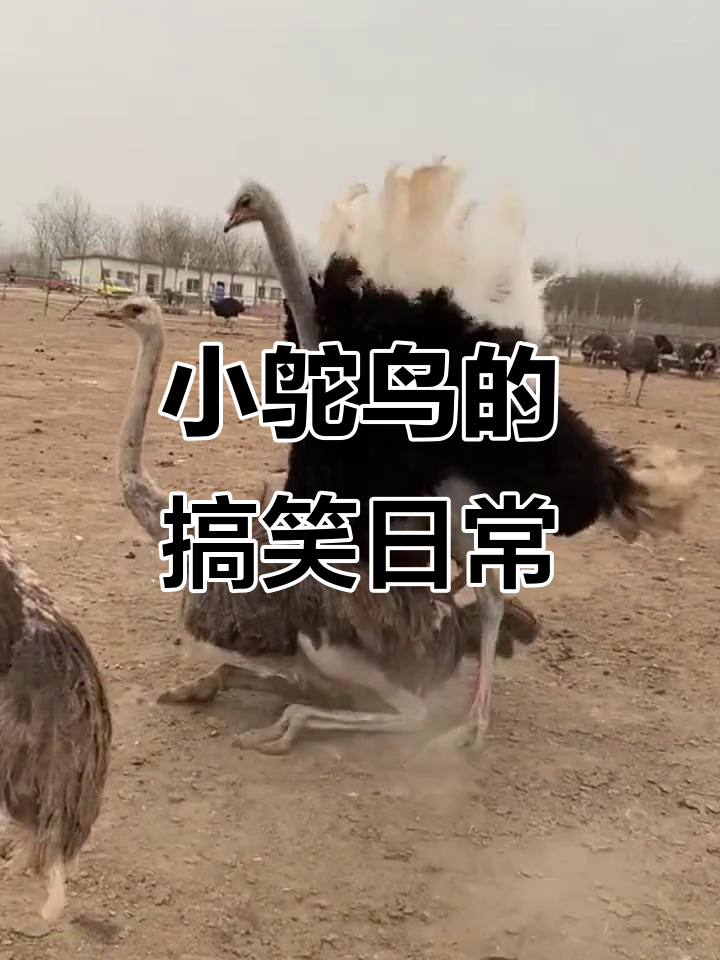春天里的傻小鸵鸟,脾气怪又可爱