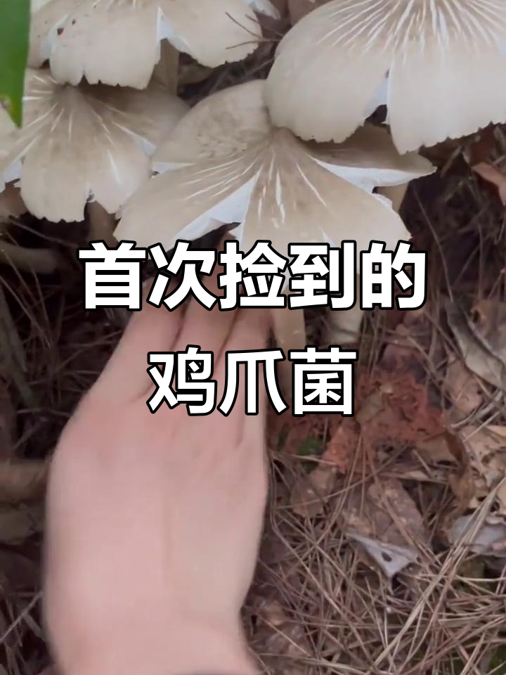 人生第一次捡到鸡爪菌,竟然是这样的感觉!