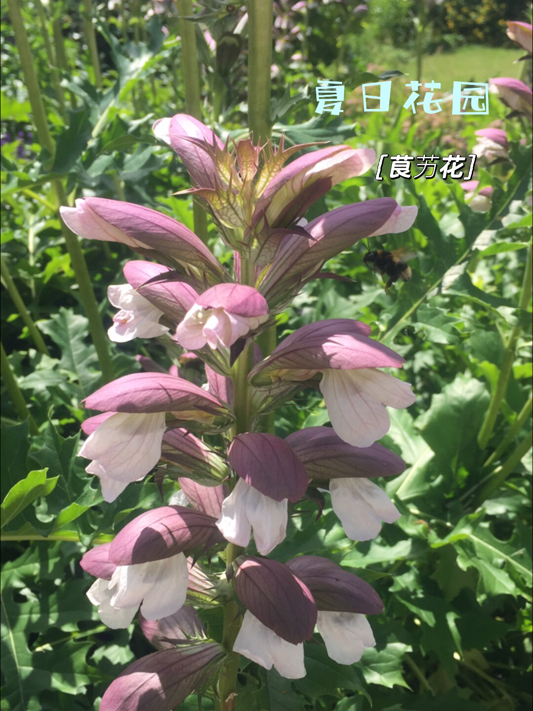 茛艻花希腊的国花多年生草本植物