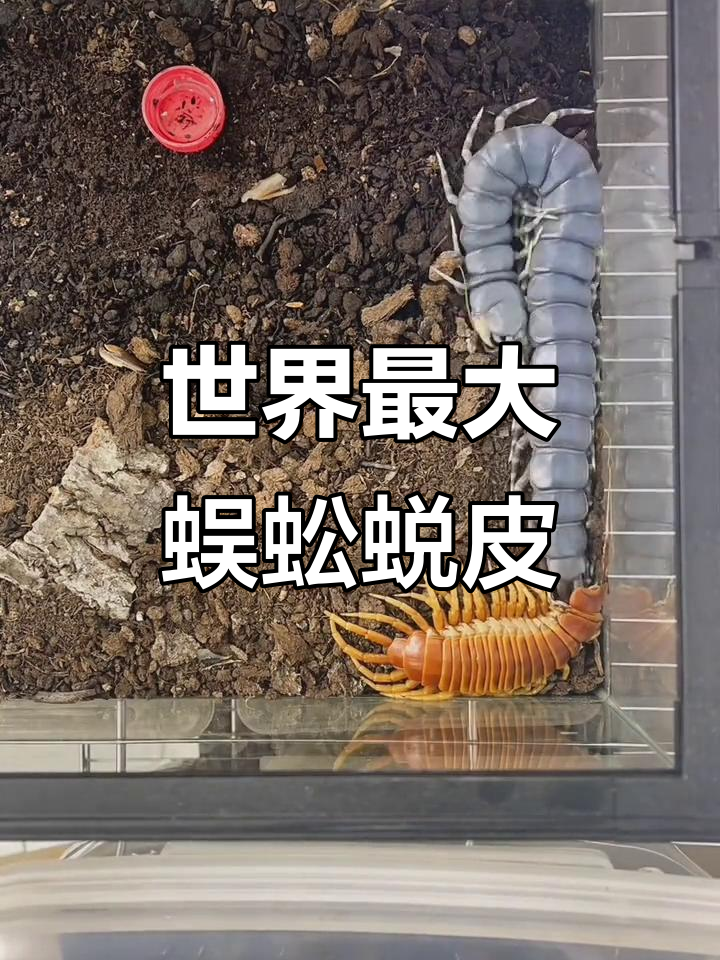 探秘世界上最大的蜈蚣,加拉帕科斯巨人之蜕皮全过程