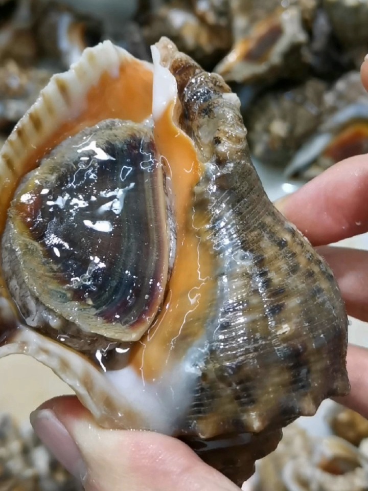 教你一眼就识别鲜活海螺