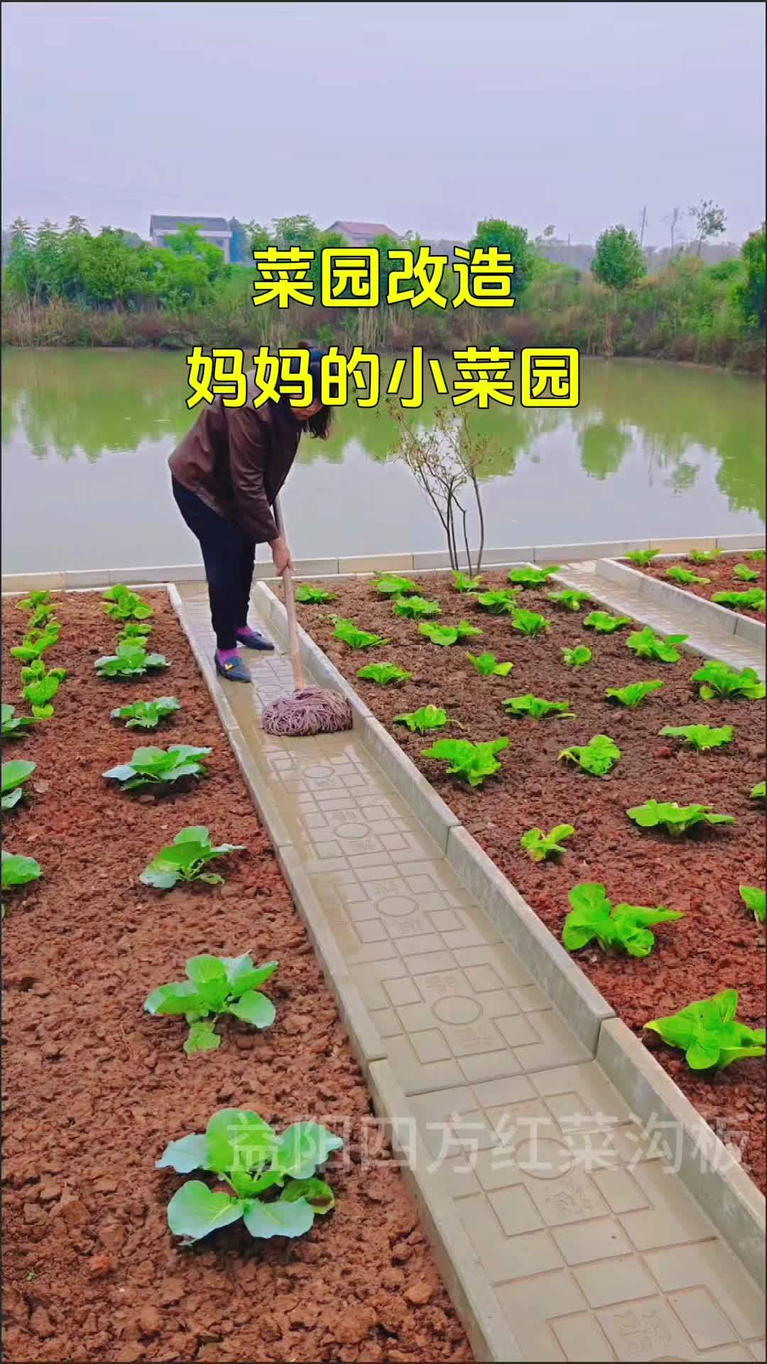 农村种植好项目怎么做(农村种植创业做什么最适合)