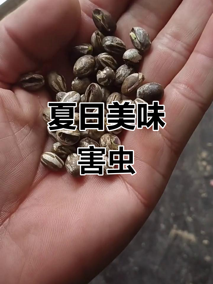 夏季枣树上的"驴肉虫",你敢挑战吗?