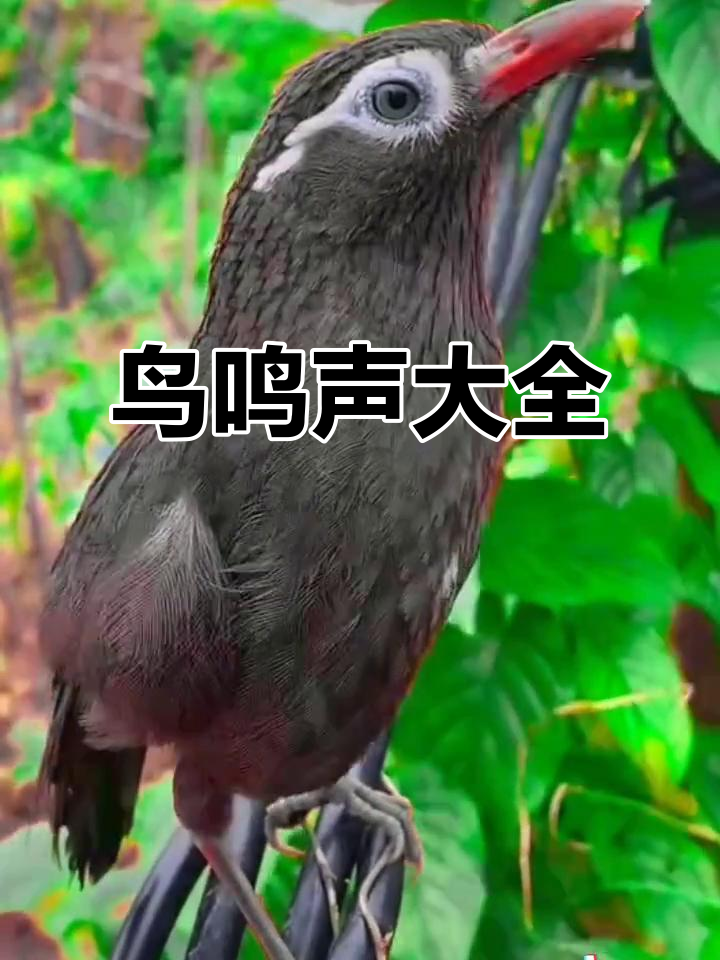 户外拍摄:鸟叫声大集合,快来听听这些美妙的声音