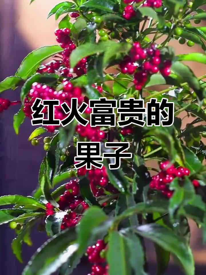富贵子果实变红,过年气氛满满!