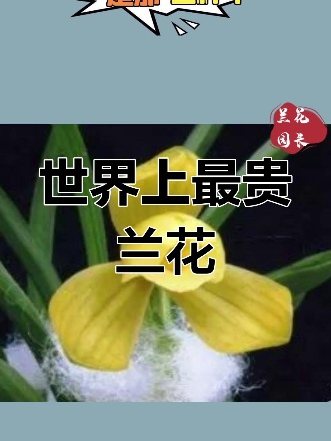 最昂贵的兰花品种,第一名竟值一亿两千万