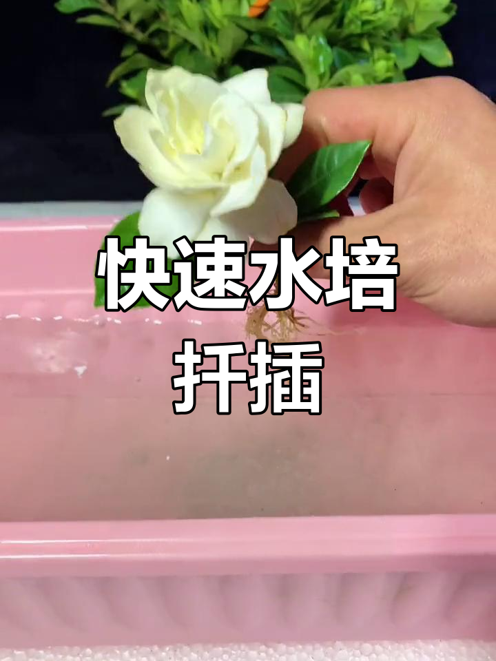 水培法扦插栀子花,轻松生根开花