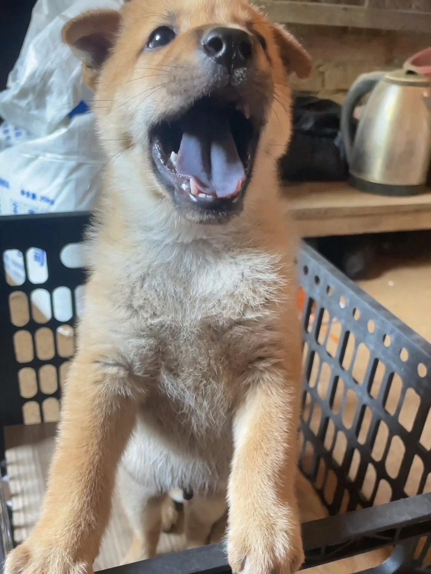 喜欢中华田园犬请关注 中华田园犬 中华田园犬大黄 广西土猎犬