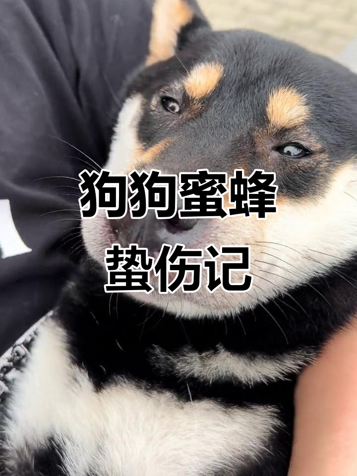 小狗被蜜蜂蜇,及时处理后迅速恢复,未打针也未见明显不适