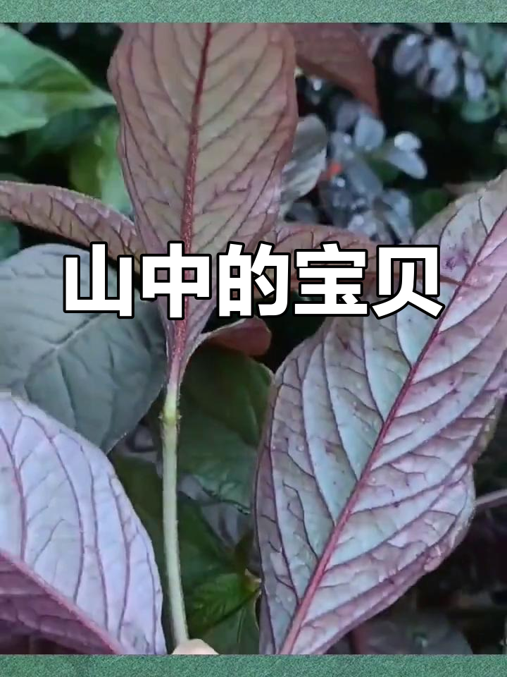 家乡的胃痛草,你见过吗