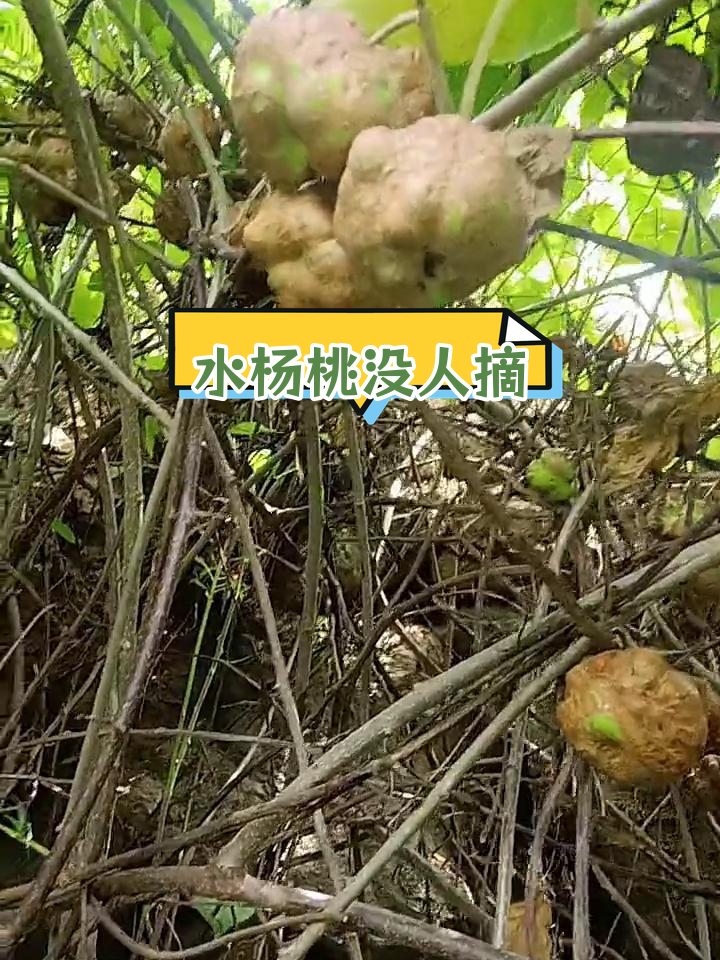 无人采摘的优质水杨桃