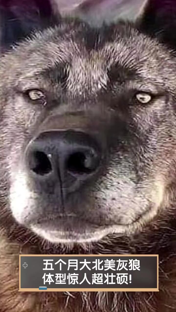 五个月大北美灰狼,体型惊人超壮硕!