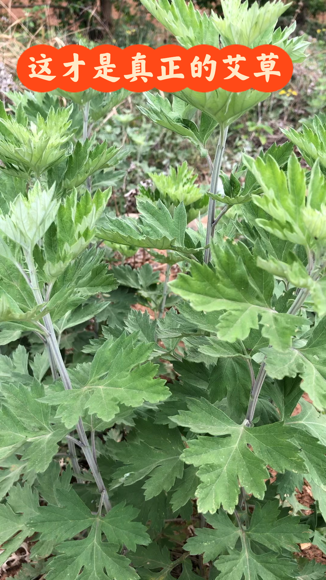 教你辨别真假艾草