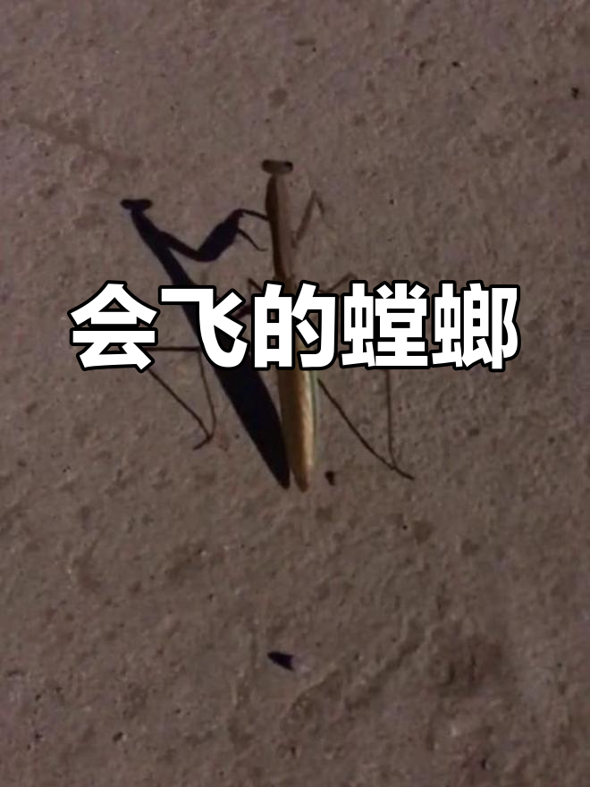 灯影下飞行的螳螂,拳型清晰可见