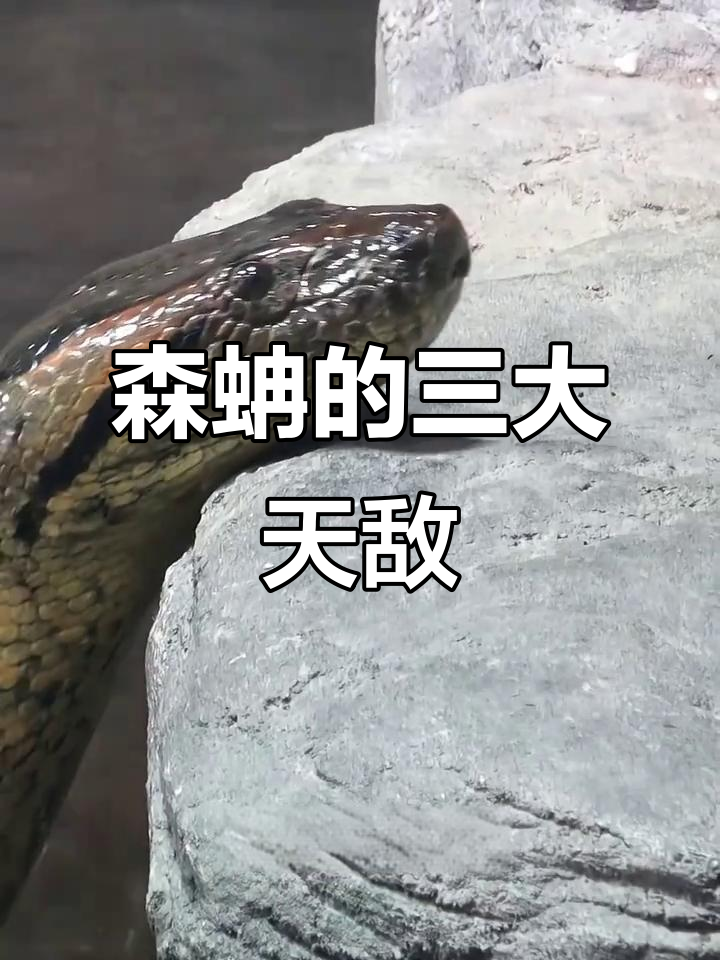 森蚺的天敌:美洲豹,黑凯门鳄与食人鱼的致命威胁