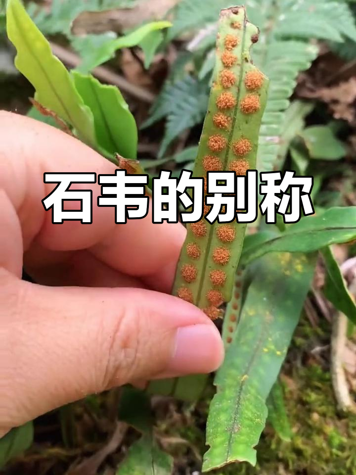 这种植物是石韦,别名众多,你见过吗?