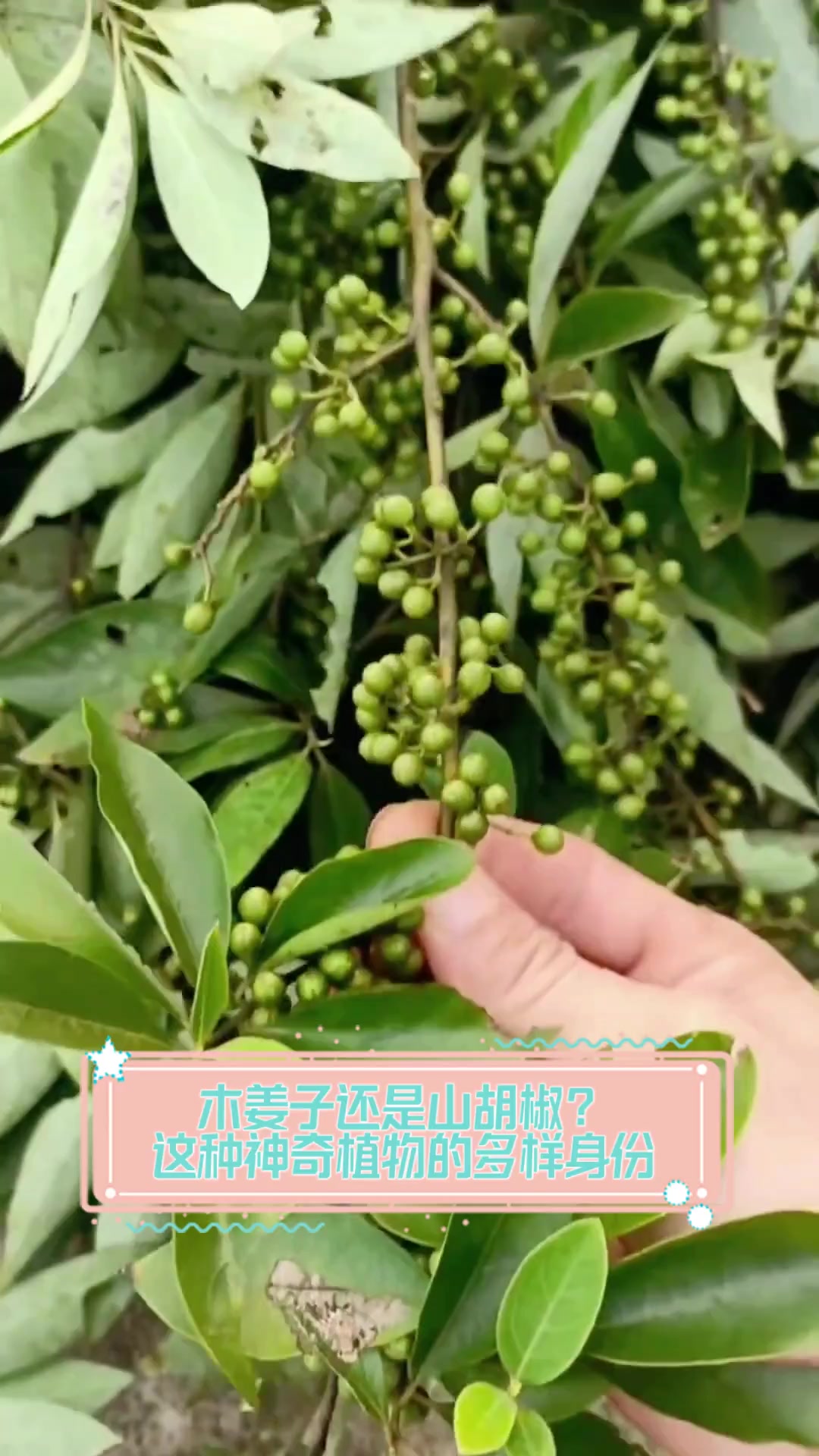 木姜子还是山胡椒?这种神奇植物的多样身份
