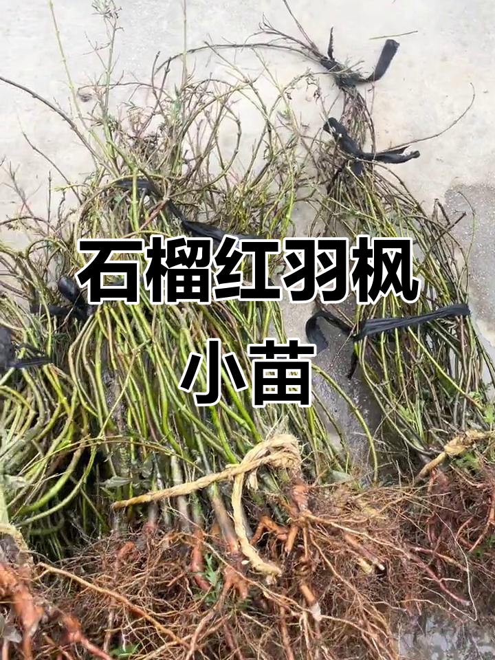 石榴红羽毛枫小苗,美丽秋季新宠