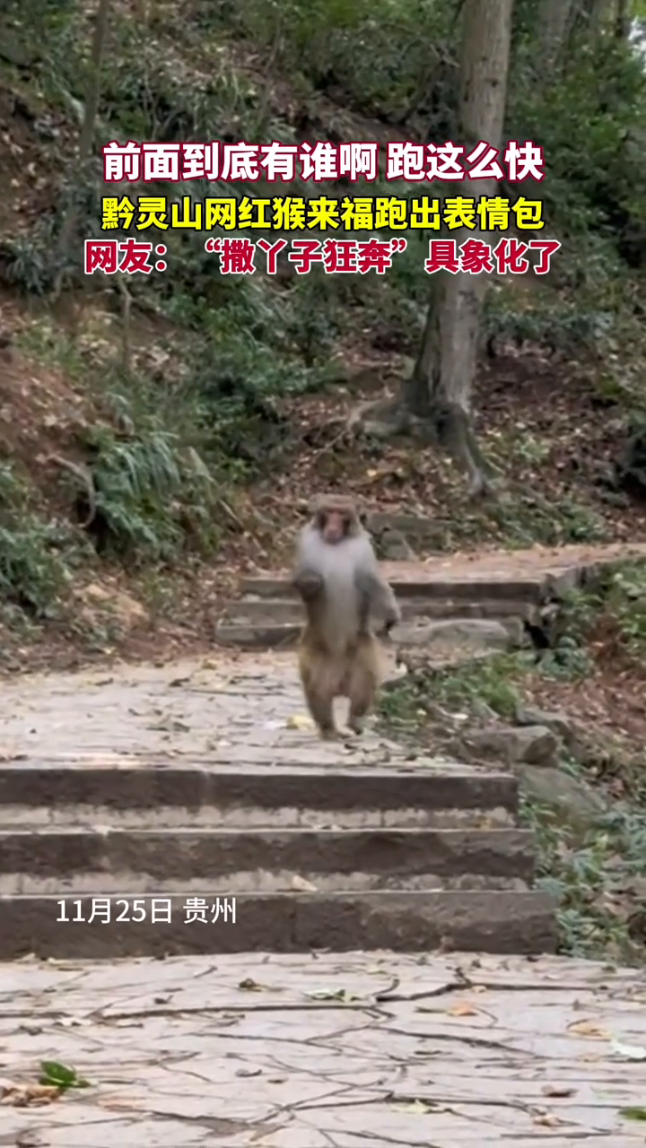 耍猴音乐抖音=耍猴儿抖音原版