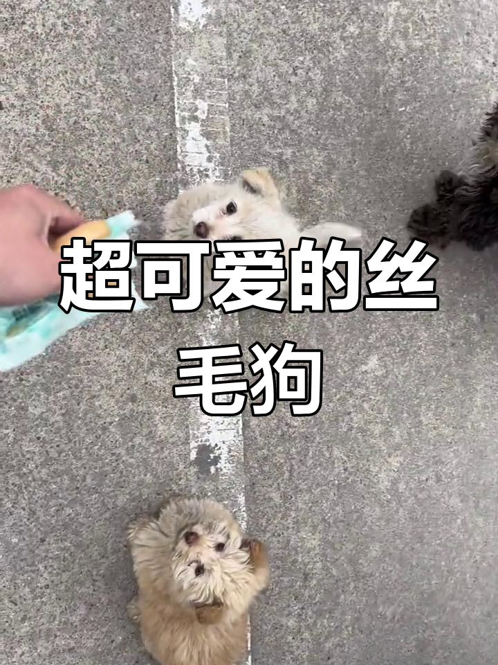 金丝毛狗的图片及价格图片