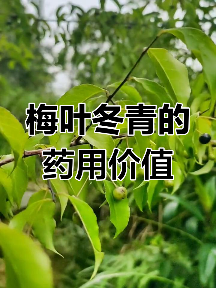梅叶冬青:客家人称其为"秤星树",常用于草药