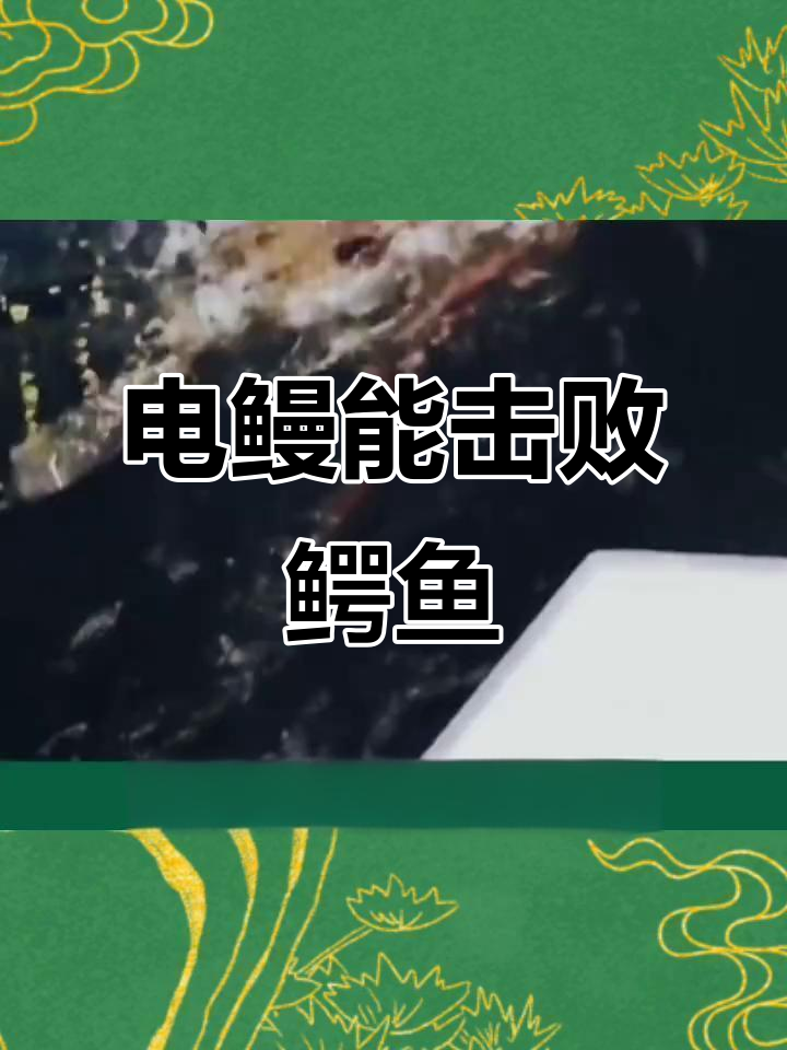 电鳗与鳄鱼激战,结果惊人!