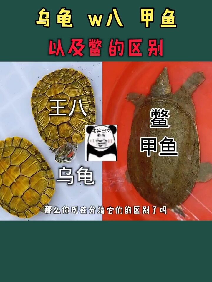 猪鼻龟和甲鱼的区别图片