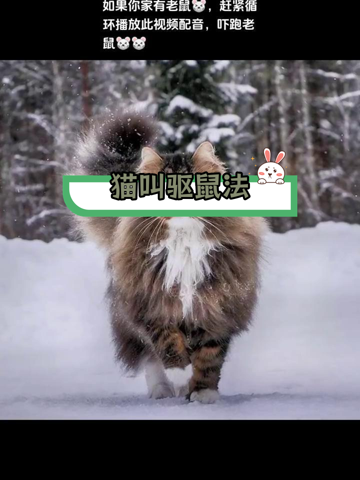 猫叫声吓退老鼠,效果惊人