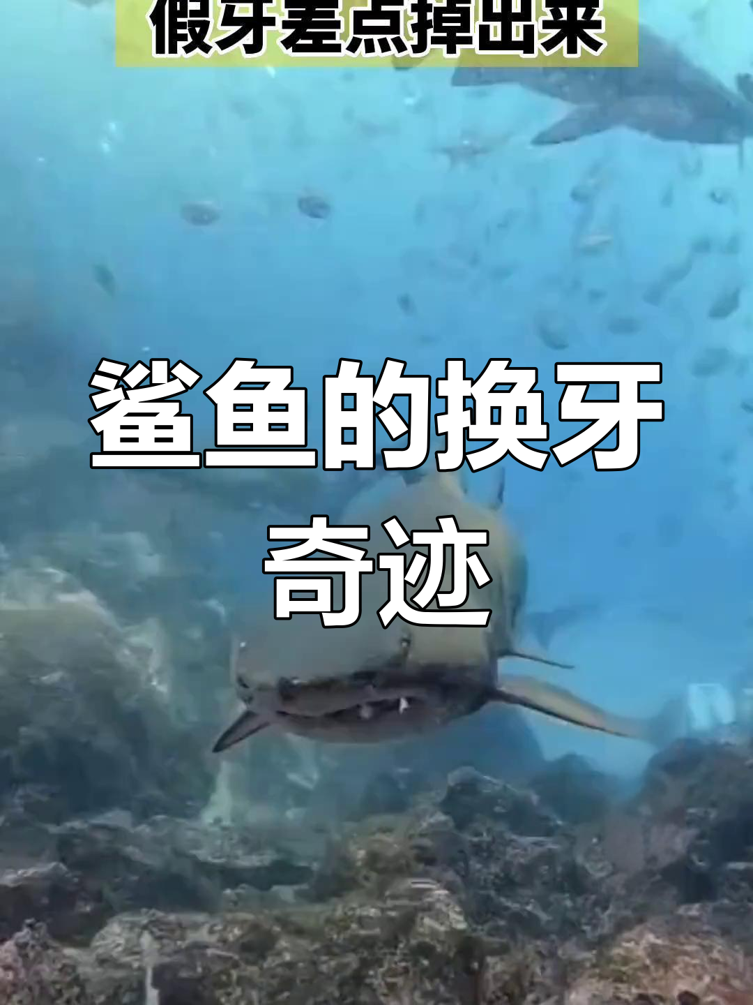 鲨鱼牙齿不断更新,一生可达数万颗